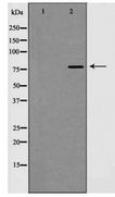 EZH1 / ENX-2 Antibody - Western blot of EZH1 expression in A549 cells