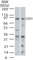 EZH1 / ENX-2 Antibody - Western blot detection of EZH1 in mouse (lane 1) and human (lane 2) spleen lysate using antibody at 2 ug/ml.