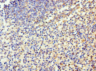 EZH1 / ENX-2 Antibody - Immunohistochemistry of paraffin-embedded human spleen tissue at dilution 1:100