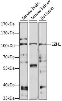 EZH1 / ENX-2 Antibody - Western blot analysis of extracts of various cell lines, using EZH1 antibody at 1:1000 dilution. The secondary antibody used was an HRP Goat Anti-Rabbit IgG (H+L) at 1:10000 dilution. Lysates were loaded 25ug per lane and 3% nonfat dry milk in TBST was used for blocking. An ECL Kit was used for detection and the exposure time was 90S.
