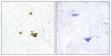 EZH1 / ENX-2 Antibody - Peptide - + Immunohistochemistry analysis of paraffin-embedded human brain tissue using EZH1 antibody.