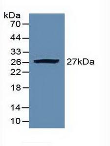 EZH2 Antibody - Western Blot; Sample: Recombinant EZH2, Human.