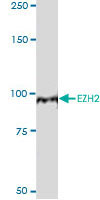 EZH2 Antibody - EZH2 monoclonal antibody ( M01 ) , clone 2C3 recognizes the appropriate size ( 95 KDa ) full length protein in human prostrate cancer cells ( DU145, whole cell extract made in modified RIPA buffer ) , Primary Ab dilution = 1 : 1000. Mouse-HRPO dilution = 1 : 25000.