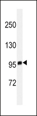 EZH2 Antibody - Western blot of EZH2 antibody in T47D cell line lysates (35 ug/lane). EZH2 (arrow) was detected using the purified antibody.