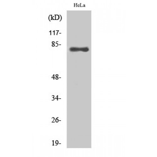 EZR / Ezrin Antibody - Western blot of Ezrin antibody