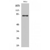 EZR / Ezrin Antibody - Western blot of Ezrin antibody