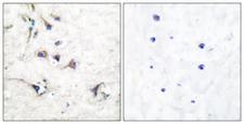 EZR / Ezrin Antibody - Peptide - + Immunohistochemical analysis of paraffin-embedded human brain tissue using Ezrin antibody.