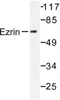 EZR / Ezrin Antibody - Western blot of Ezrin (M347) pAb in extracts from A431 cells.