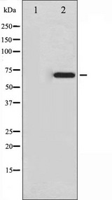 EZR / Ezrin Antibody - Western blot analysis of Ezrin phosphorylation expression in Na3VO4 treated K562 whole cells lysates. The lane on the left is treated with the antigen-specific peptide.