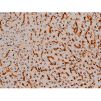 EZR / Ezrin Antibody - 1:200 staining mouse liver tissue by IHC-P. The tissue was formaldehyde fixed and a heat mediated antigen retrieval step in citrate buffer was performed. The tissue was then blocked and incubated with the antibody for 1.5 hours at 22°C. An HRP conjugated goat anti-rabbit antibody was used as the secondary.