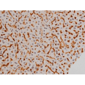 EZR / Ezrin Antibody - 1:200 staining mouse liver tissue by IHC-P. The tissue was formaldehyde fixed and a heat mediated antigen retrieval step in citrate buffer was performed. The tissue was then blocked and incubated with the antibody for 1.5 hours at 22°C. An HRP conjugated goat anti-rabbit antibody was used as the secondary.