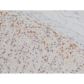 EZR / Ezrin Antibody - 1:200 staining rat ganstric tissue by IHC-P. The tissue was formaldehyde fixed and a heat mediated antigen retrieval step in citrate buffer was performed. The tissue was then blocked and incubated with the antibody for 1.5 hours at 22°C. An HRP conjugated goat anti-rabbit antibody was used as the secondary.