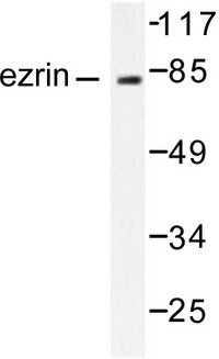 EZR / Ezrin Antibody - Western blot of Ezrin/Villin-2 (S539) pAb in extracts from NIH/3T3 cells.