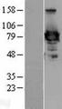 EZR / Ezrin Protein - Western validation with an anti-DDK antibody * L: Control HEK293 lysate R: Over-expression lysate