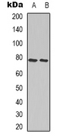 Ezrin + Radixin + Moesin Antibody - Western blot analysis of Ezrin/Radixin/Moesin expression in A549 (A); NIH3T3 (B) whole cell lysates.