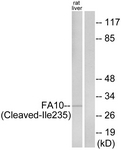 F10 / Factor X Antibody - Western blot of extracts from rat liver cells, using FA10 (activated heavy chain, Cleaved-Ile235) Antibody. The lane on the right is treated with the synthesized peptide.