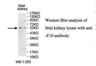 F10 / Factor X Antibody