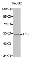 F10 / Factor X Antibody - Western blot of extracts of HepG2 cell lines, using F10 antibody.