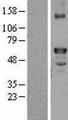 F10 / Factor X Protein - Western validation with an anti-DDK antibody * L: Control HEK293 lysate R: Over-expression lysate