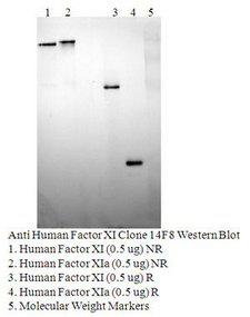 F11 / FXI / Factor XI Antibody