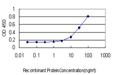 F11 / FXI / Factor XI Antibody - Detection limit for recombinant GST tagged F11 is approximately 10 ng/ml as a capture antibody.
