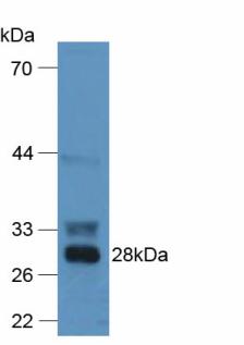 F12 / Factor XII Antibody - Western Blot; Sample: Mouse Liver Tissue.