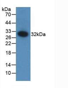 F12 / Factor XII Antibody - Western Blot; Sample: Recombinant F12, Mouse.