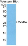 F12 / Factor XII Antibody - Western blot of recombinant F12 / Factor XII.  This image was taken for the unconjugated form of this product. Other forms have not been tested.