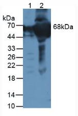 F12 / Factor XII Antibody - Western Blot; Sample: Lane1: Human HepG2 Cells; Lane2: Human Serum.