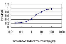 F12 / Factor XII Antibody - Detection limit for recombinant GST tagged F12 is approximately 0.03 ng/ml as a capture antibody.
