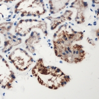 F12 / Factor XII Antibody - Immunohistochemical analysis of Factor XII HC staining in human kidney formalin fixed paraffin embedded tissue section. The section was pre-treated using heat mediated antigen retrieval with sodium citrate buffer (pH 6.0). The section was then incubated with the antibody at room temperature and detected using an HRP polymer system. DAB was used as the chromogen. The section was then counterstained with hematoxylin and mounted with DPX.
