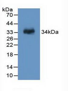 F13A1 / Factor XIIIa Antibody - Western Blot; Sample: Recombinant F13A1, Rat.