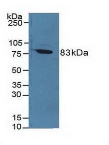 F13A1 / Factor XIIIa Antibody - Western Blot; Sample: Rat Serum.