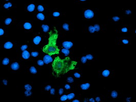 F13A1 / Factor XIIIa Antibody - Anti-F13A1 mouse monoclonal antibody immunofluorescent staining of COS7 cells transiently transfected by pCMV6-ENTRY F13A1.