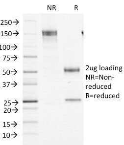 F13A1 / Factor XIIIa Antibody - SDS-PAGE Analysis of Purified, BSA-Free Factor XIIIa Antibody (clone F13A1/1448). Confirmation of Integrity and Purity of the Antibody.