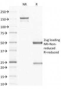 F13A1 / Factor XIIIa Antibody - SDS-PAGE Analysis of Purified, BSA-Free Factor XIIIa Antibody (clone F13A1/1683). Confirmation of Integrity and Purity of the Antibody.
