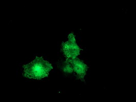 F13A1 / Factor XIIIa Antibody - Anti-F13A1 mouse monoclonal antibody immunofluorescent staining of COS7 cells transiently transfected by pCMV6-ENTRY F13A1.