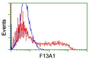 F13A1 / Factor XIIIa Antibody - HEK293T cells transfected with either overexpress plasmid (Red) or empty vector control plasmid (Blue) were immunostained by anti-F13A1 antibody, and then analyzed by flow cytometry.
