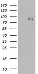 F13B / TGase Antibody - HEK293T cells were transfected with the pCMV6-ENTRY control (Left lane) or pCMV6-ENTRY F13B (Right lane) cDNA for 48 hrs and lysed. Equivalent amounts of cell lysates (5 ug per lane) were separated by SDS-PAGE and immunoblotted with anti-F13B.