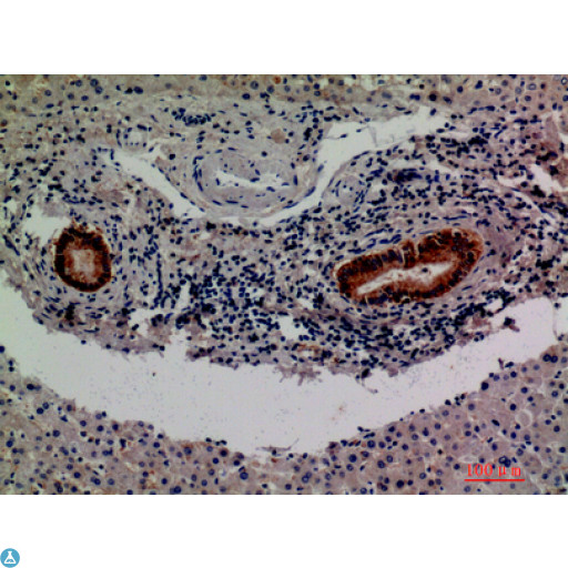 F13B / TGase Antibody - Western Blot (WB) analysis of Mouse Lung Mouse Kidney Mouse Heart Mouse Liver lysis using F13B antibody.