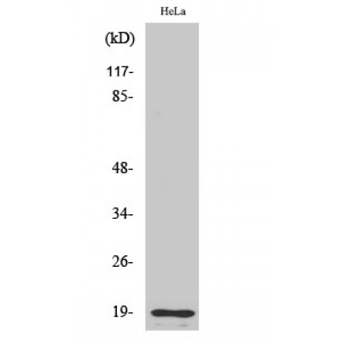 F2 / Prothrombin / Thrombin Antibody - Western blot of Cleaved-Thrombin APII (R327) antibody