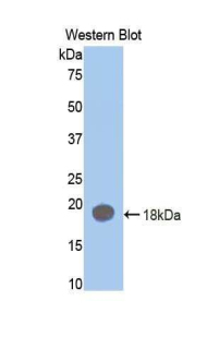 F2 / Prothrombin / Thrombin Antibody - Western blot of recombinant F2 / Prothrombin / Thrombin.  This image was taken for the unconjugated form of this product. Other forms have not been tested.