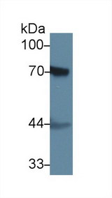 F2 / Prothrombin / Thrombin Antibody - Western Blot; Sample: Rat Skin lysate; Primary Ab: 1µg/ml Rabbit Anti-Rat F2 Antibody Second Ab: 0.2µg/mL HRP-Linked Caprine Anti-Rabbit IgG Polyclonal Antibody