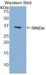 F2 / Prothrombin / Thrombin Antibody - Western blot of recombinant F2 / Prothrombin / Thrombin.  This image was taken for the unconjugated form of this product. Other forms have not been tested.