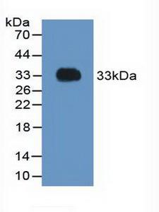 F2 / Prothrombin / Thrombin Antibody - Western Blot; Sample: Recombinant F2, Rat.