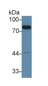 F2 / Prothrombin / Thrombin Antibody - Western Blot; Sample: Mouse Liver lysate; Primary Ab: 2µg/ml Rabbit Anti-Mouse F2 Antibody Second Ab: 0.2µg/mL HRP-Linked Caprine Anti-Rabbit IgG Polyclonal Antibody