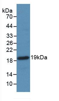 F2 / Prothrombin / Thrombin Antibody - Western Blot; Sample: Recombinant F2, Mouse.