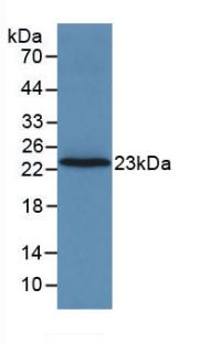 F2 / Prothrombin / Thrombin Antibody - Western Blot; Sample: Recombinant F2, Rat.
