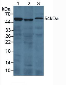 F2 / Prothrombin / Thrombin Antibody - Western Blot; Sample: Lane1: Human 293T Cells; Lane2: Porcine Kidney Tissue; Lane3: Rat Serum.