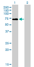 F2 / Prothrombin / Thrombin Antibody - Western Blot analysis of F2 expression in transfected 293T cell line by F2 monoclonal antibody (M01), clone 1B7.Lane 1: F2 transfected lysate(70 KDa).Lane 2: Non-transfected lysate.